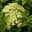 Zwerg-Rispenhortensie, Hydrangea paniculata 'Little Lime'®, 3er-Set, Topf 5 l