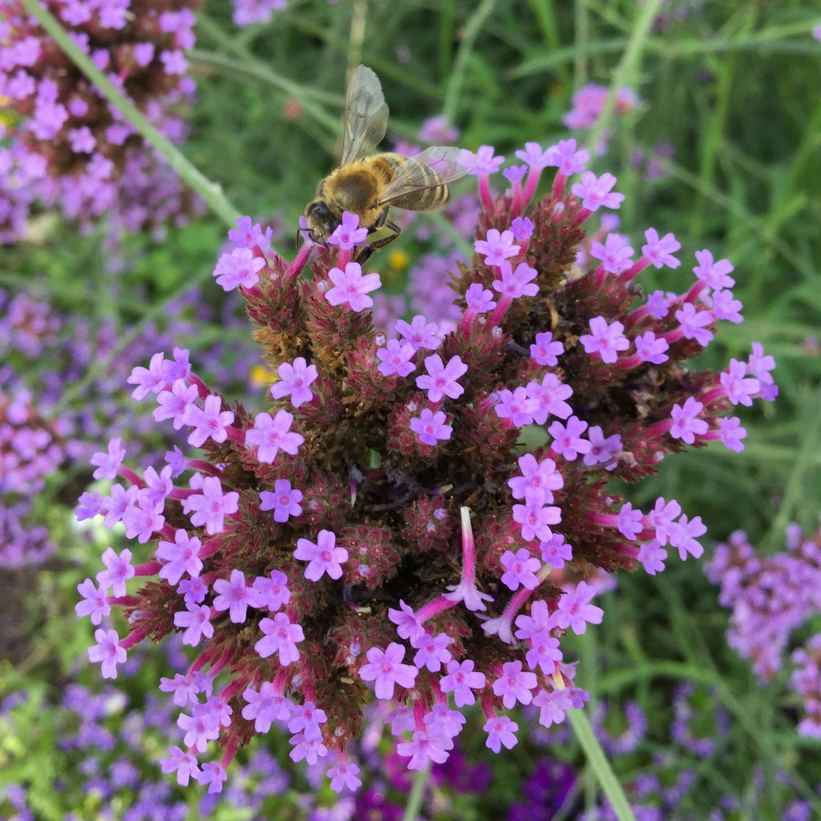 Argentinisches Eisenkraut violett, 11 cm Topf