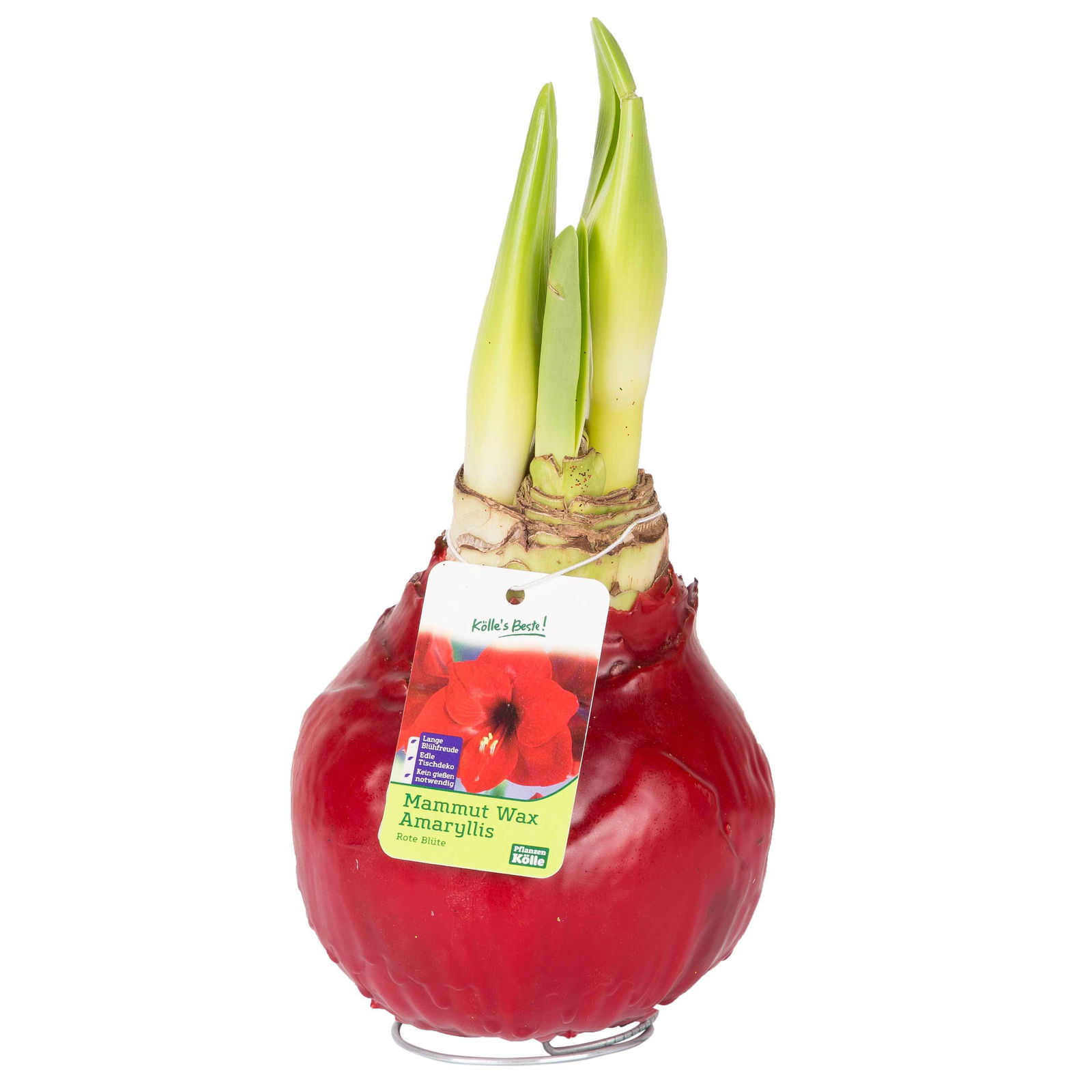 Gewachste XL-Amaryllis- Zwiebel, rote Blüte, Dekor 'Basic Red'