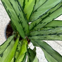 Aglaonema 'Cutlass', mit Übertopf Dallas weiß, Topf-Ø 12 cm