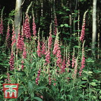 Wildblume Fingerhut / zweijährig, leicht zu ziehen, rosa-violett