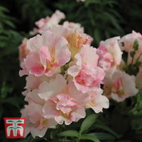 Löwenmaul (Antirrhinum) Twinny Appleblossom F1 / Hybride einjährig 