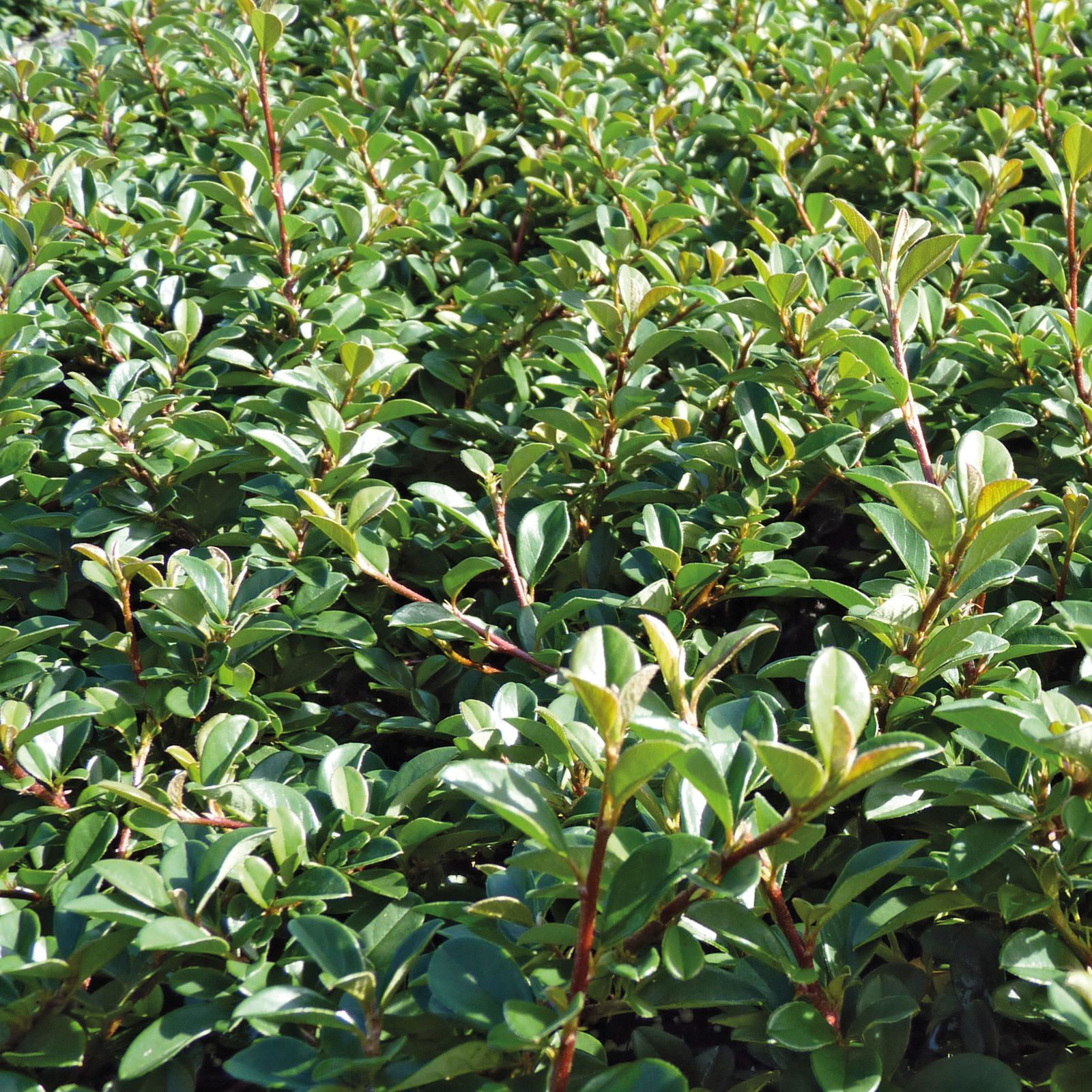 Cotoneaster dammeri 'Eichholz', Topf-Ø 9 cm, 12er-Set