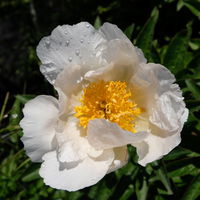 Kölle's Beste Edel-Pfingstrose, Paeonia 'Krinkled White', weiß, Topf 19 cm