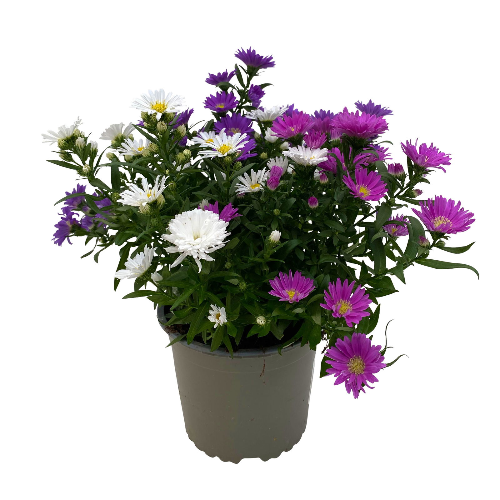 Aster novi-belgii 'Trio', 3er-Set, weiß-rosa-blau, Topf 12/13 cm Ø