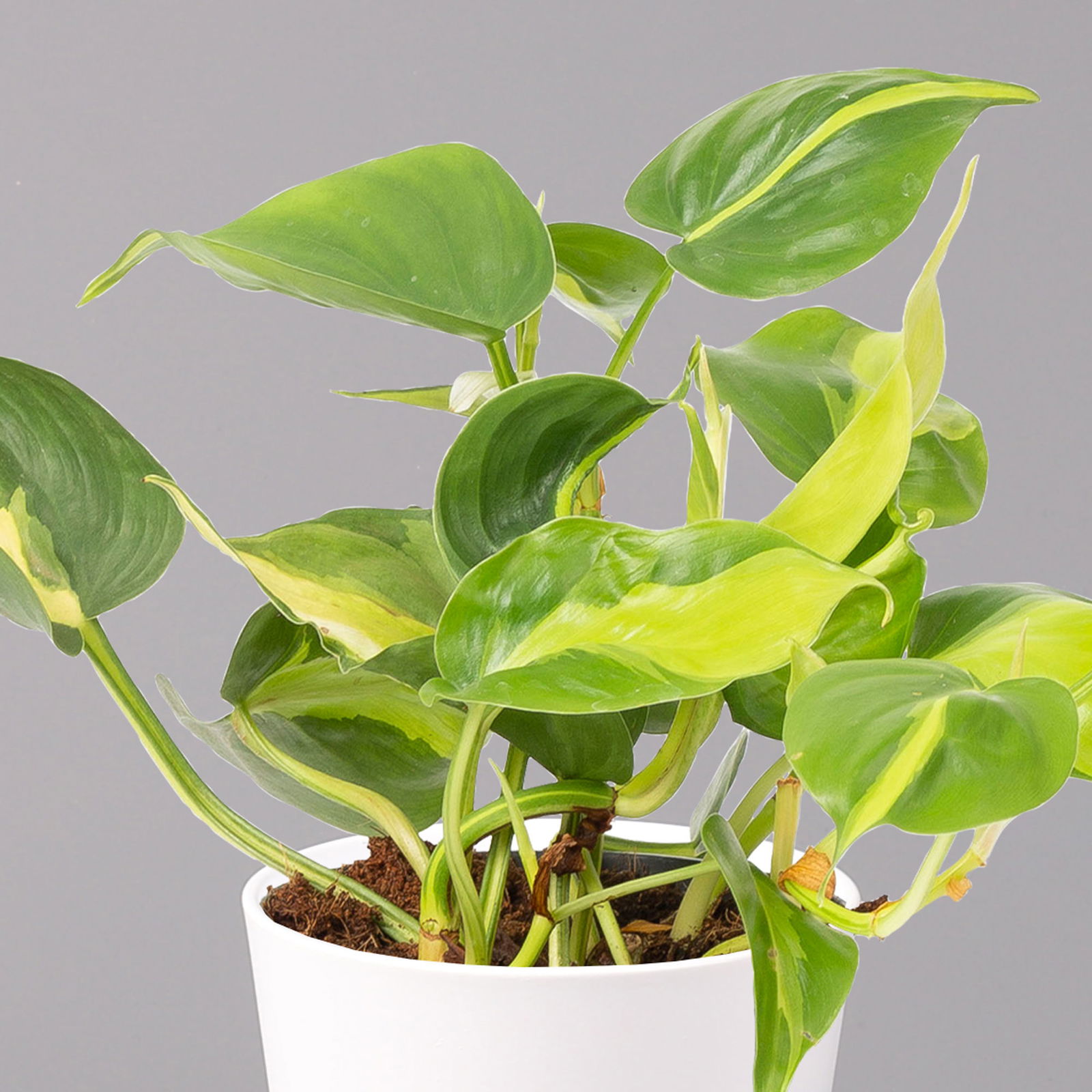 Philodendron 'Brasil' in Keramiktopf Dallas weiß, Topf-Ø 12 cm, 3er-Set