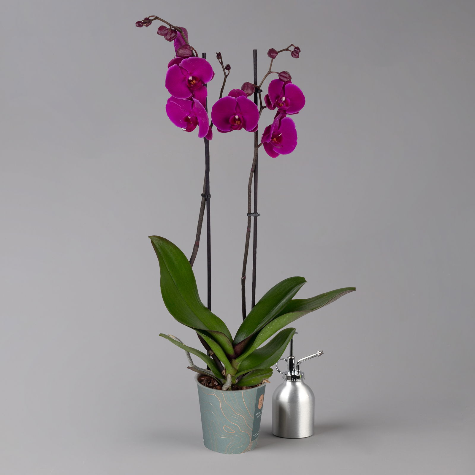 Phalaenopsis lila, 2 Rispen, Topf-Ø 12 cm, Höhe ca. 60 cm