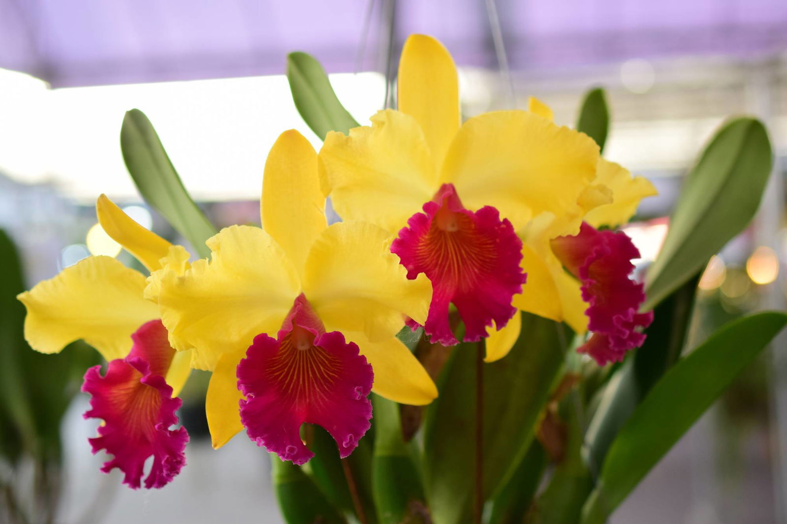 Cattleya