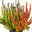 Besenheide 'Sunset Fire®' Trio,' bunt, Farbe variiert, Topf-Ø 13 cm, 3er-Set