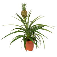 Zier-Ananas 'Amigo', Topf-Ø 12 cm, Höhe ca. 45 cm