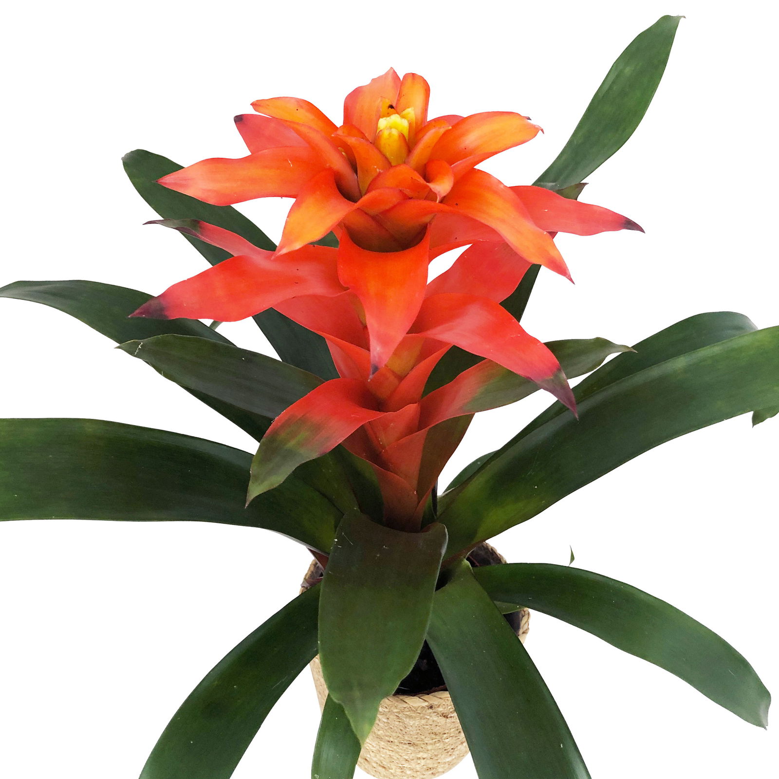 Guzmania Fiero 'Orange', orange, Topf-Ø 12 cm, mit Korb Maki, Höhe ca. 50 cm