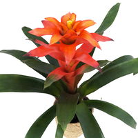 Guzmania Fiero 'Orange', orange, Topf-Ø 12 cm, mit Korb Maki, Höhe ca. 50 cm