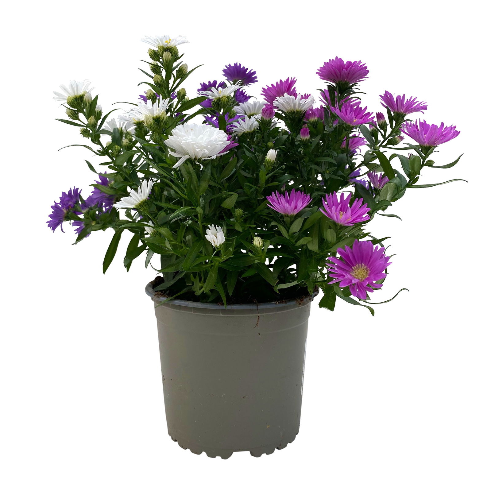 Aster novi-belgii 'Trio', 3er-Set, weiß-rosa-blau, Topf 12/13 cm Ø