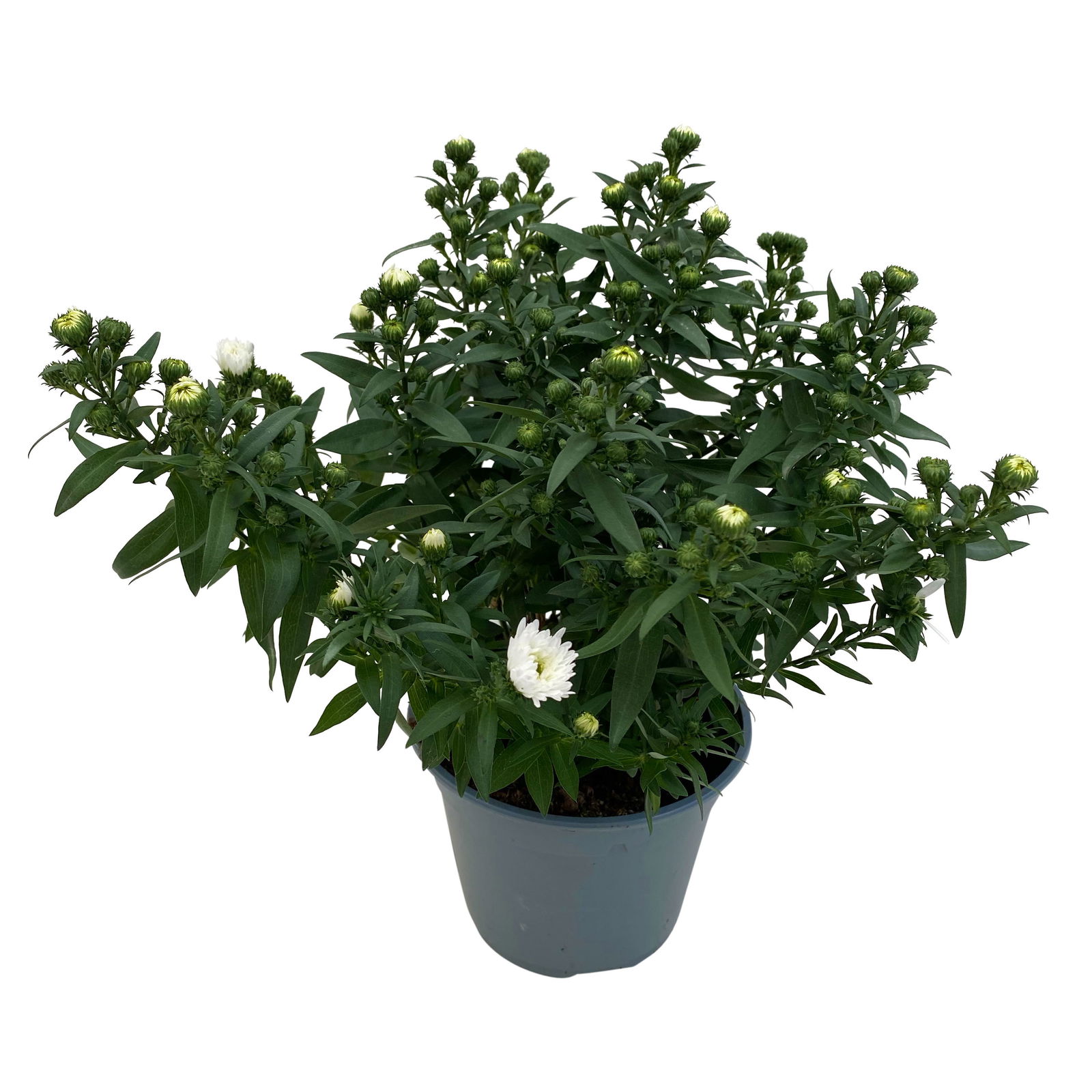 Aster novi-belgii, weiss gefüllt, Topf-Ø 12 cm, 6er-Set