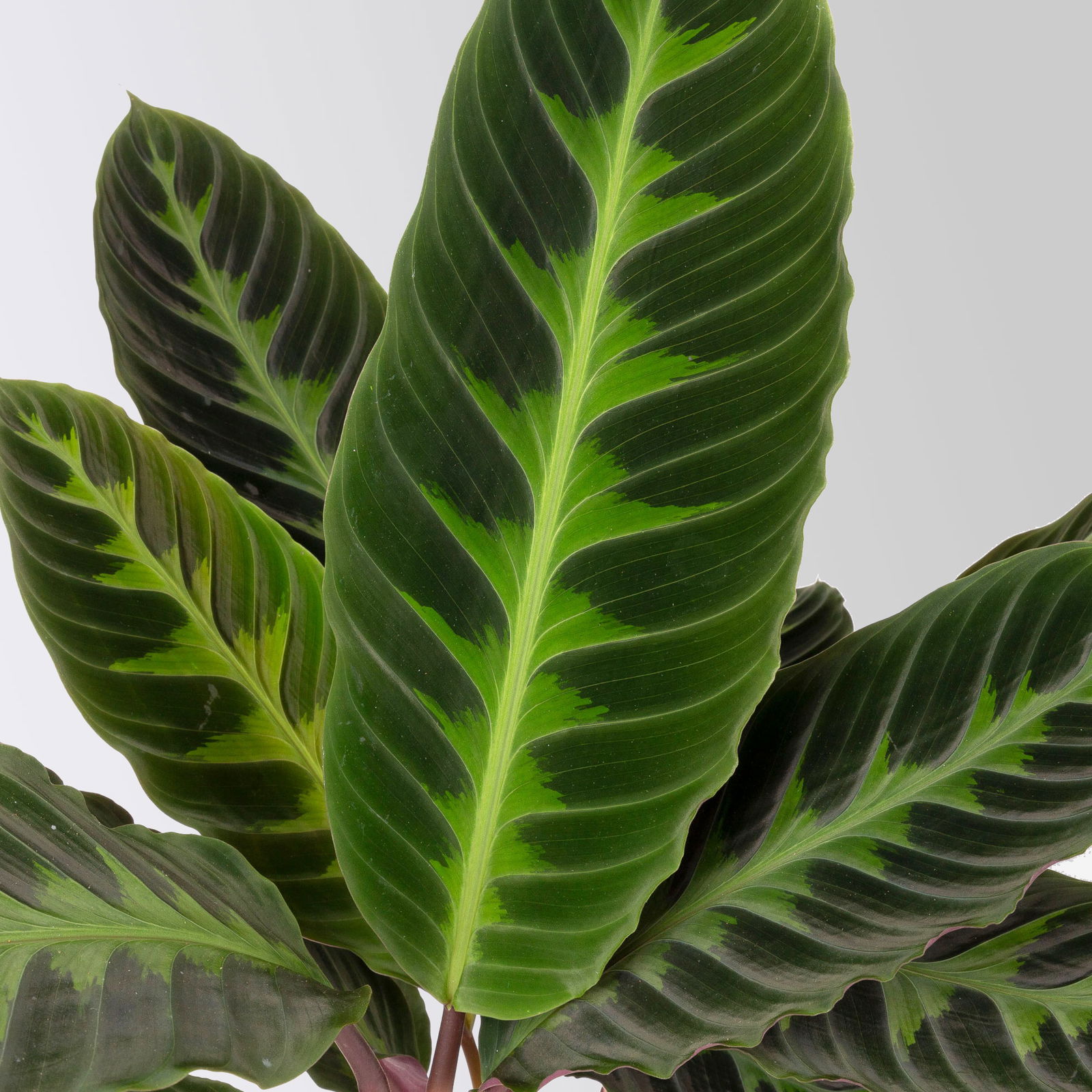 Korbmarante, Goeppertia warscewiczii syn. Calathea, Topf-Ø 19 cm. Höhe ca. 70 cm