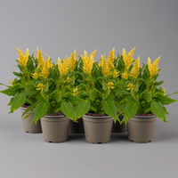 Celosia 'Kelos Fire Yellow' gelb. Topf-Ø 12 cm, 6er-Set