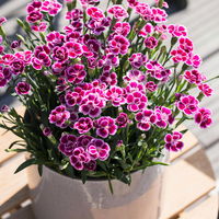 Prinzess-Nelke 'Pink Kisses®' pink-rosa, Topf-Ø 9 cm, 8er-Set