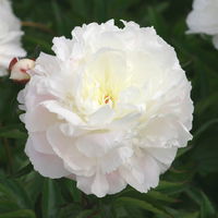 Pfingstrose, Paeonia lactiflora 'Shirley Temple', zartrosa, Topf 3 l