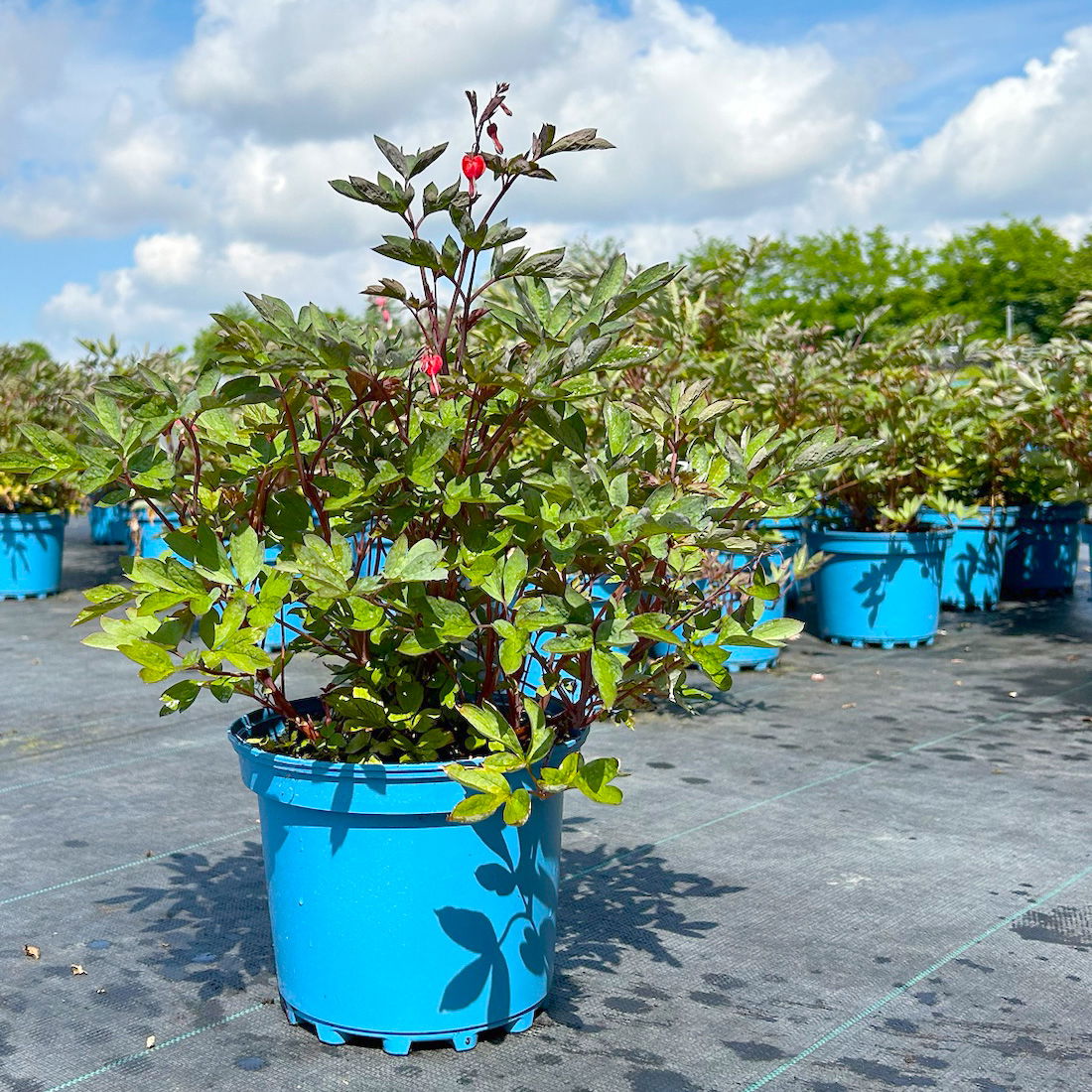 Bio Tränendes Herz 'Valentine®' rosa-rot, Topf 3 Liter