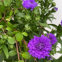 Aster & Mühlenbeckia, 3er-Set, blau gefüllt, Topf 12/13 cm Ø