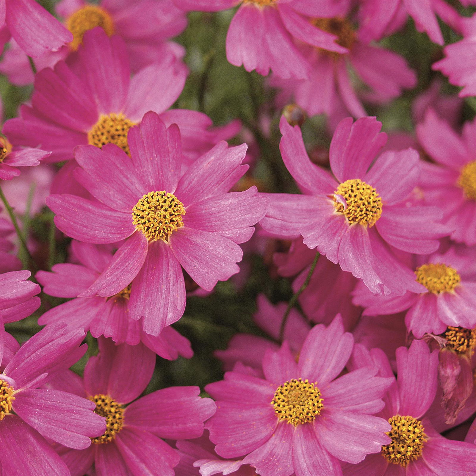 Mädchenauge 'Pink Lady', rosa, Topf 19 cm