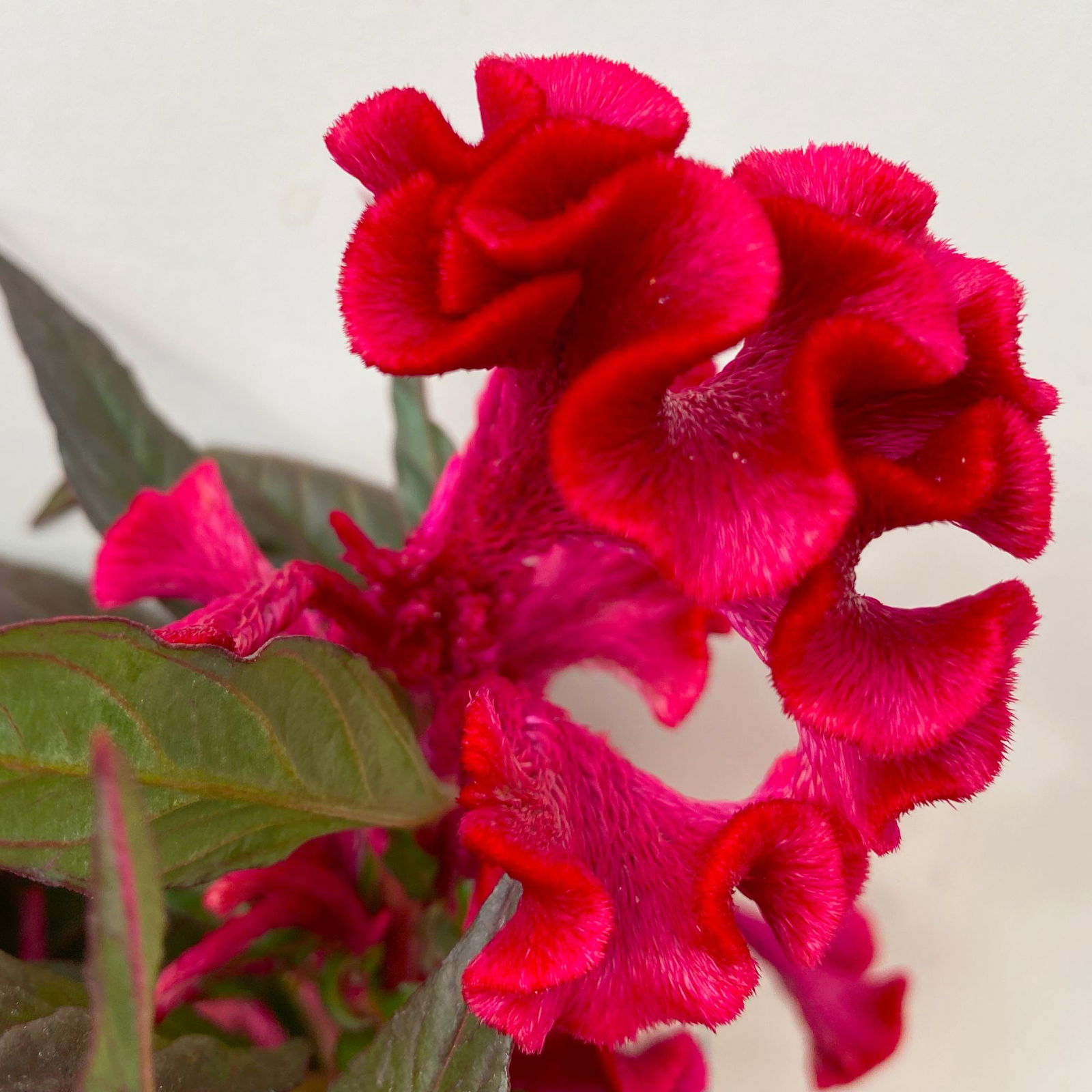 Celosia 'Hot Topic Red' rot, Topf-Ø 12 cm, 6er-Set