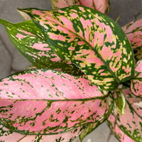 Aglaonema 'Pink', Topf-Ø 12 cm