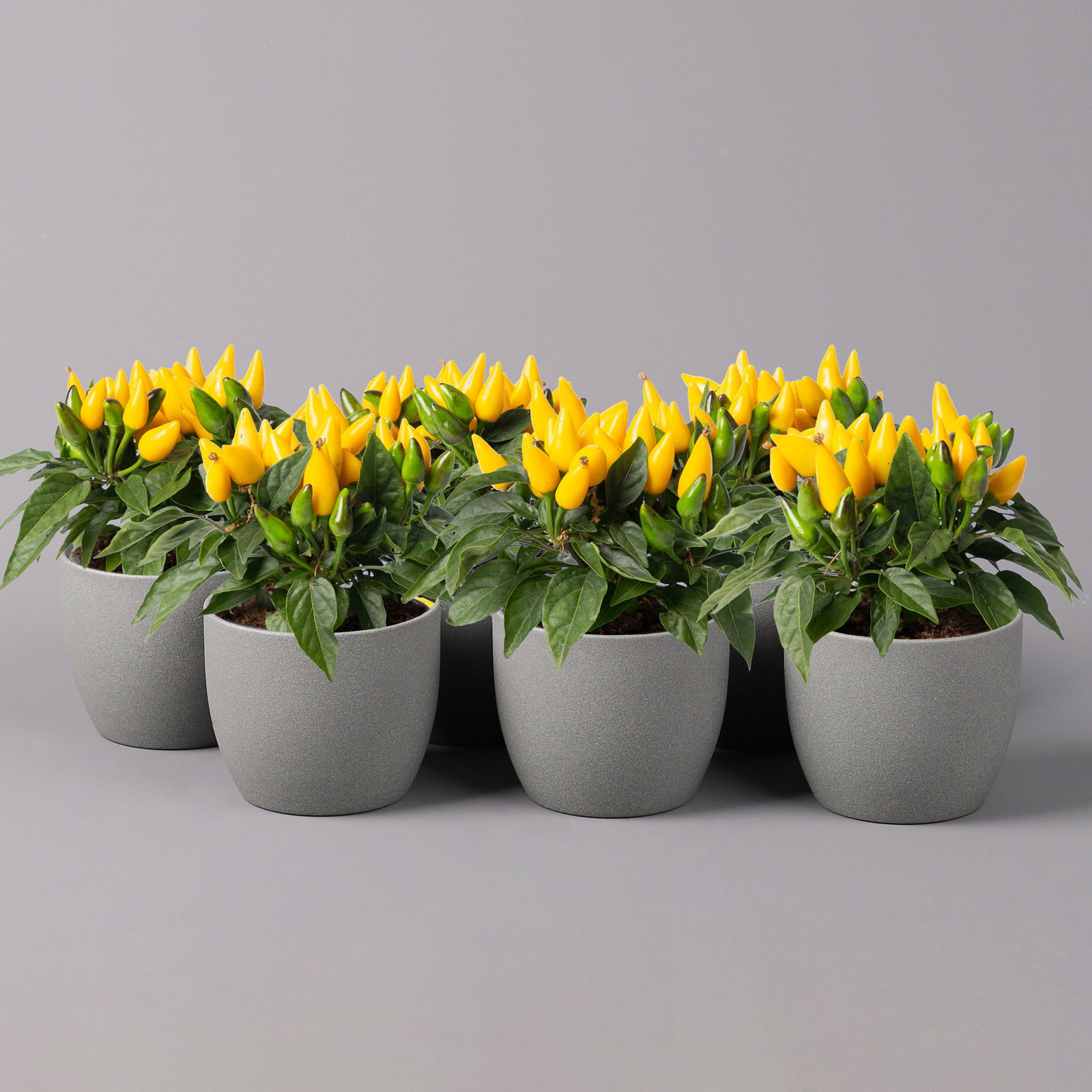 Capsicum 'Ornamenties Yellow', Topf-Ø 10,5, 6er-Set