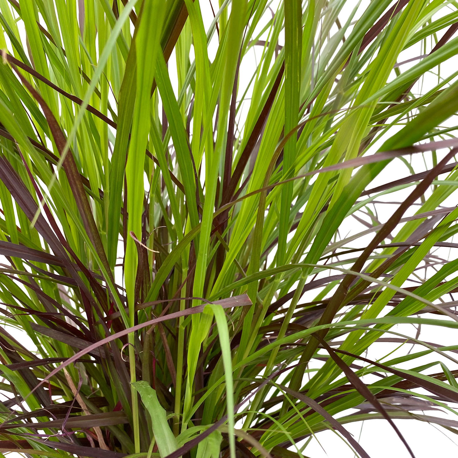 Lampenputzergras 'Rubrum' rot, Topf-Ø 26 cm