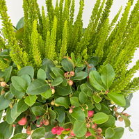 Calluna Skyline & Gaultheria grün-rot, Pflanzschalen/-topf-Ø 23 cm