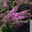 Schmetterlingsstrauch, Buddleja 'Rêve de Papillion® PINK', malvenrosa, Topf 5 lt