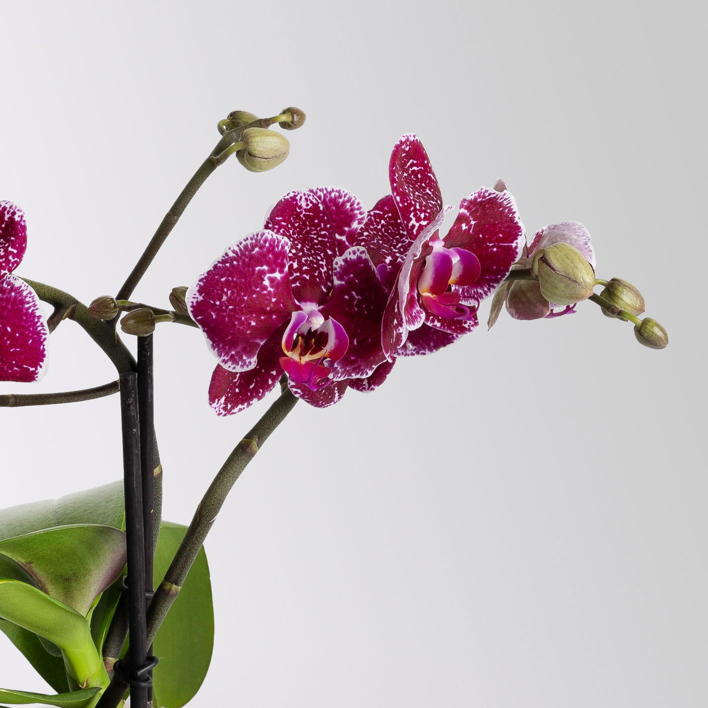 Phalaenopsis 'Spirit' rot, 2 Rispen, Topf-Ø 12 cm, Höhe ca. 45 cm