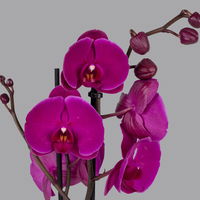 Phalaenopsis lila, 2 Rispen, Topf-Ø 12 cm, Höhe ca. 60 cm