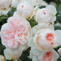 Kletterrose 'Sabrina®', creme-weiss, Mitte aprikot, Topf 5 Liter