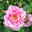 Kletterrose 'Camelot®', rosa mit pinkfarbener Zeichnung, Topf 5 Liter