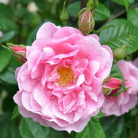 Kletterrose 'Camelot®', rosa mit pinkfarbener Zeichnung, Topf 5 Liter