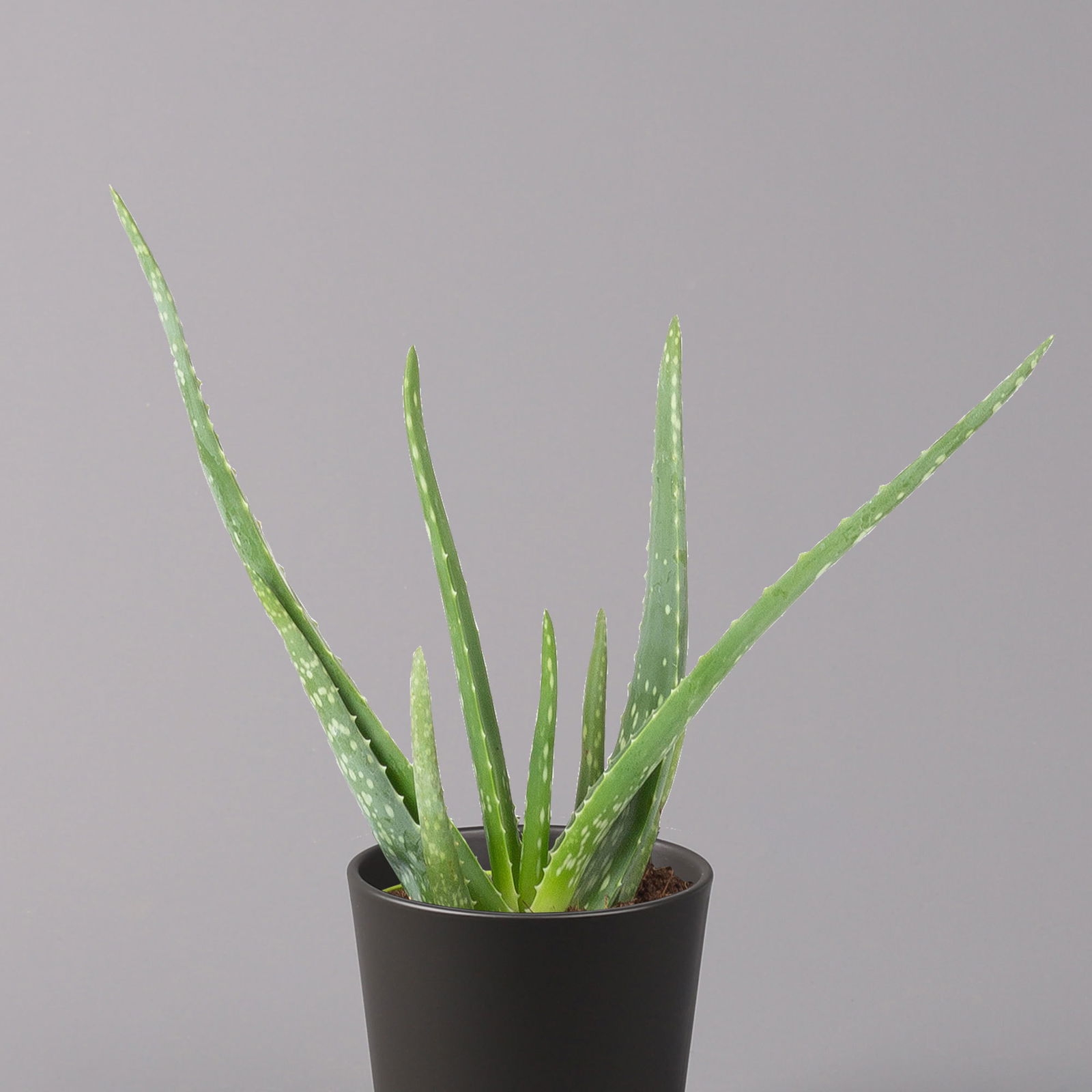 Aloe vera mit Keramiktopf anthrazit, Topf-Ø 12 cm, Höhe ca. 20-35 cm, 2er-Set