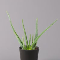 Aloe vera mit Keramiktopf anthrazit, Topf-Ø 12 cm, Höhe ca. 20-35 cm, 2er-Set