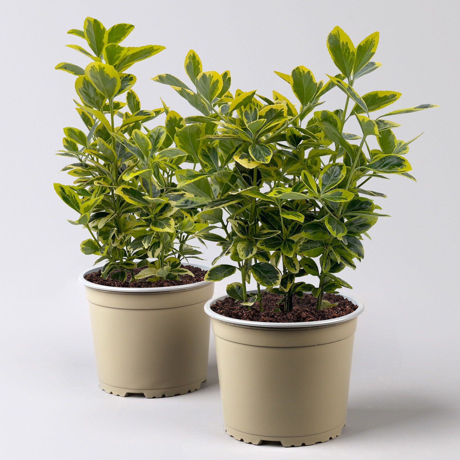 Japanischer Spindelstrauch, Euonymus japonicus 'Marieke',  Topf-Ø 17 cm, 2er-Set