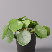 Pilea peperomioides in Topf anthrazit, Topf-Ø 12 cm, H: ca. 20 cm, 2er-Set