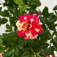 Rose 'Liss' rot-gelb, Topf-Ø 10,5 cm, 3er-Set