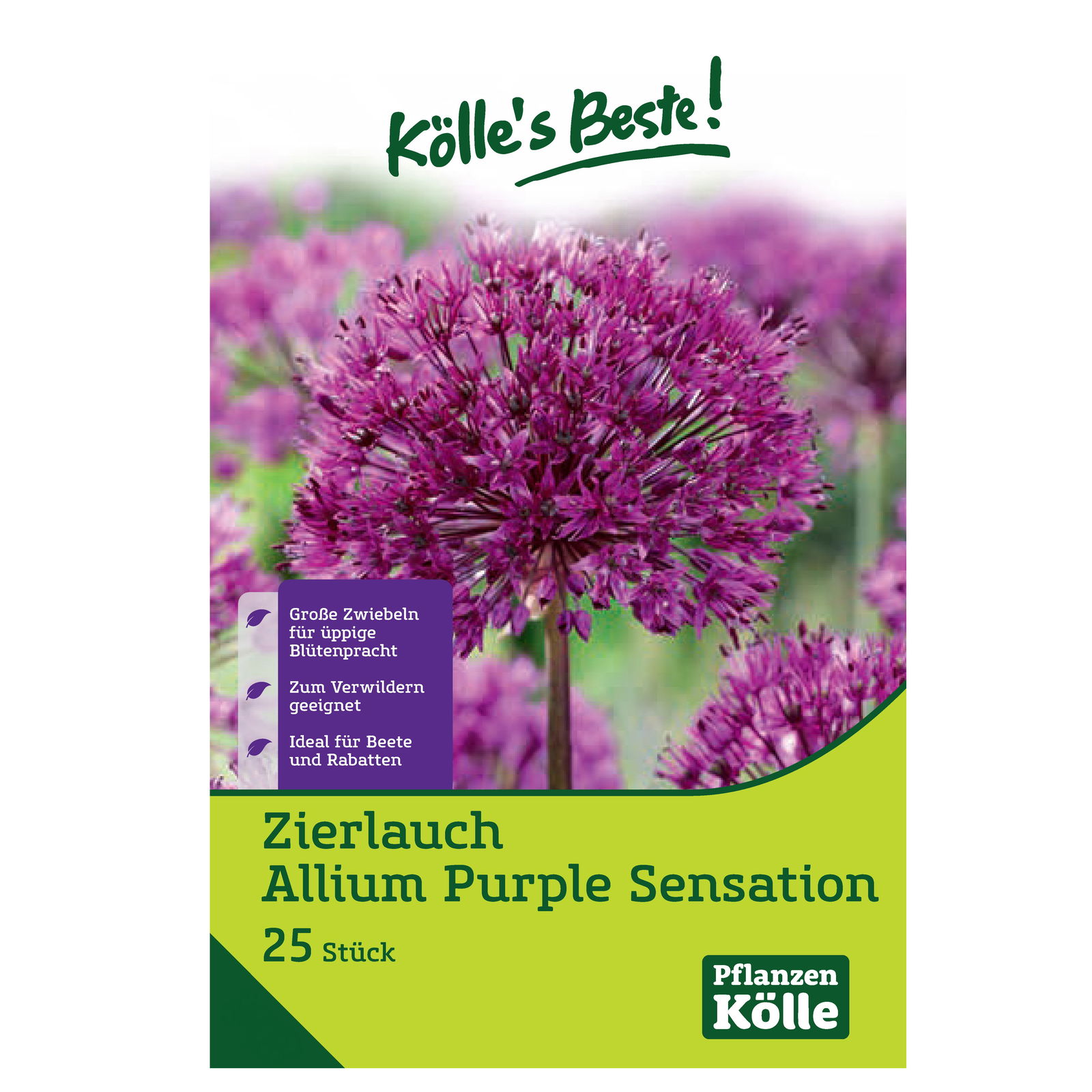 Zierlauch Allium Purple Sensation, 25 Blumenzwiebeln