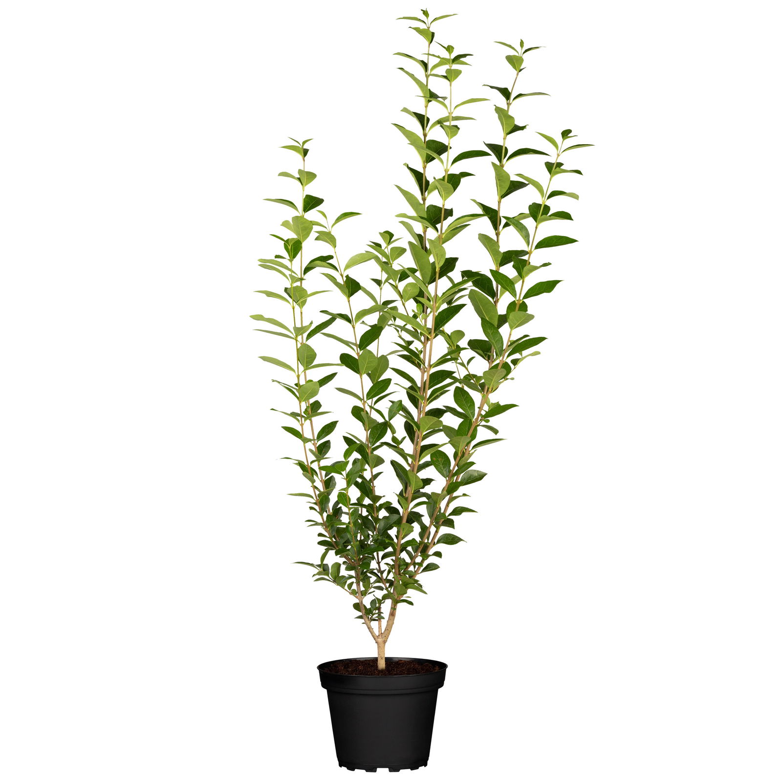 Schwarzgrüner Heckenliguster 'Atrovirens', 25er-Set, Höhe 80-100 cm, Topf 7, 5 l