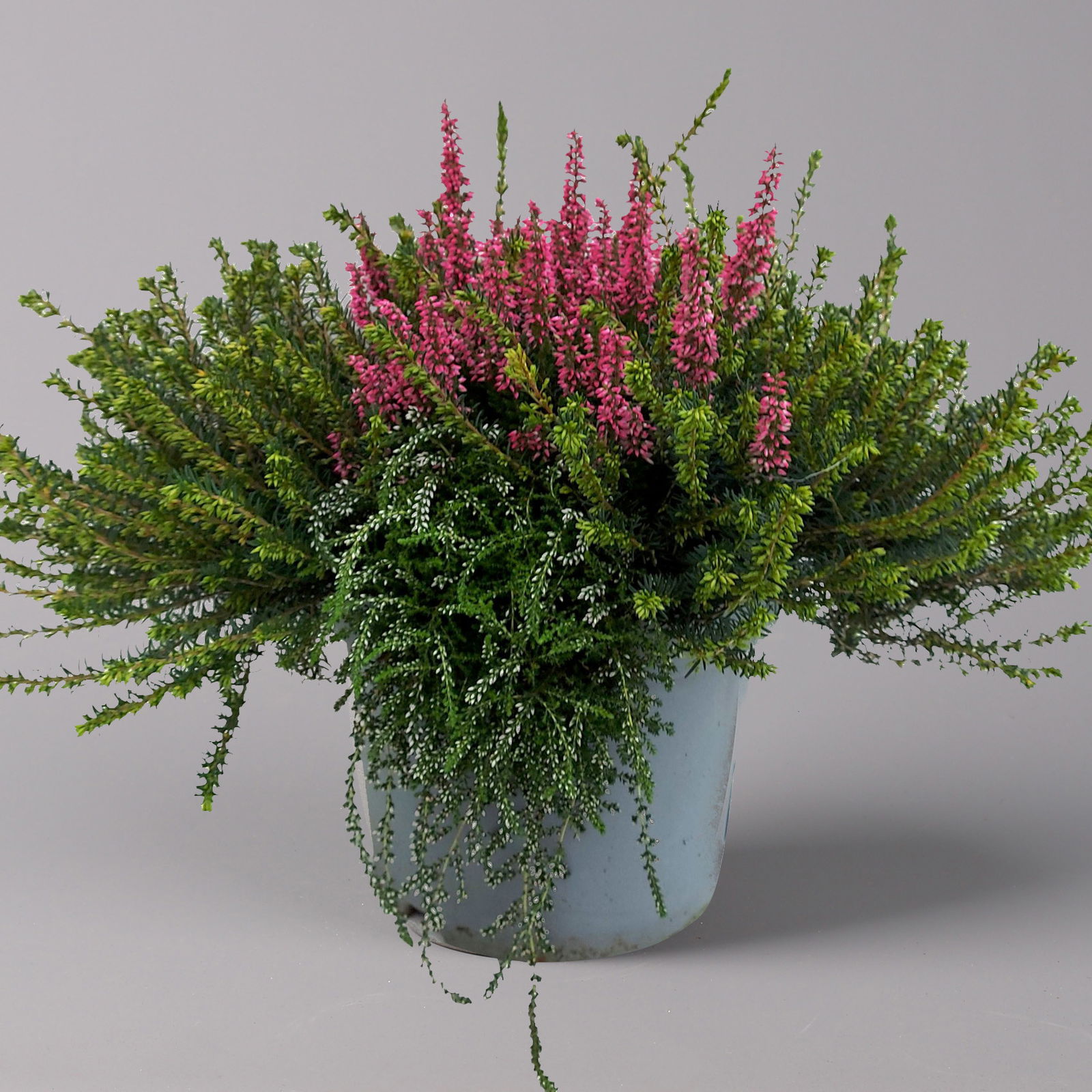 Knospenheide 'Beautybelle®' bunt, Farbe zufällig, Topf-Ø 23 cm