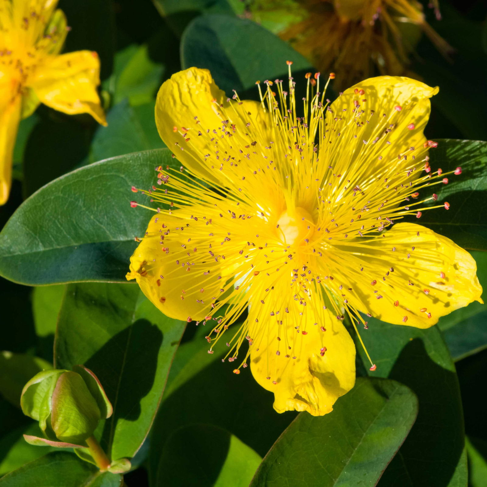 Hypericum 'Rose von Sharon', Topf-Ø 9 cm, 3er-Set