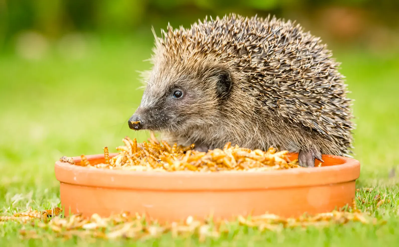 Igel sitzt an Futternapf