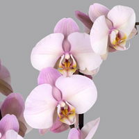 Phalaenopsis hellrosa, 2 Rispen, Topf-Ø 12 cm, Höhe ca. 65 cm