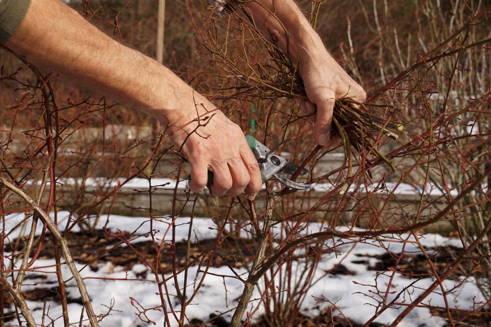 Strauch im Winter mit Gartenschere schneiden