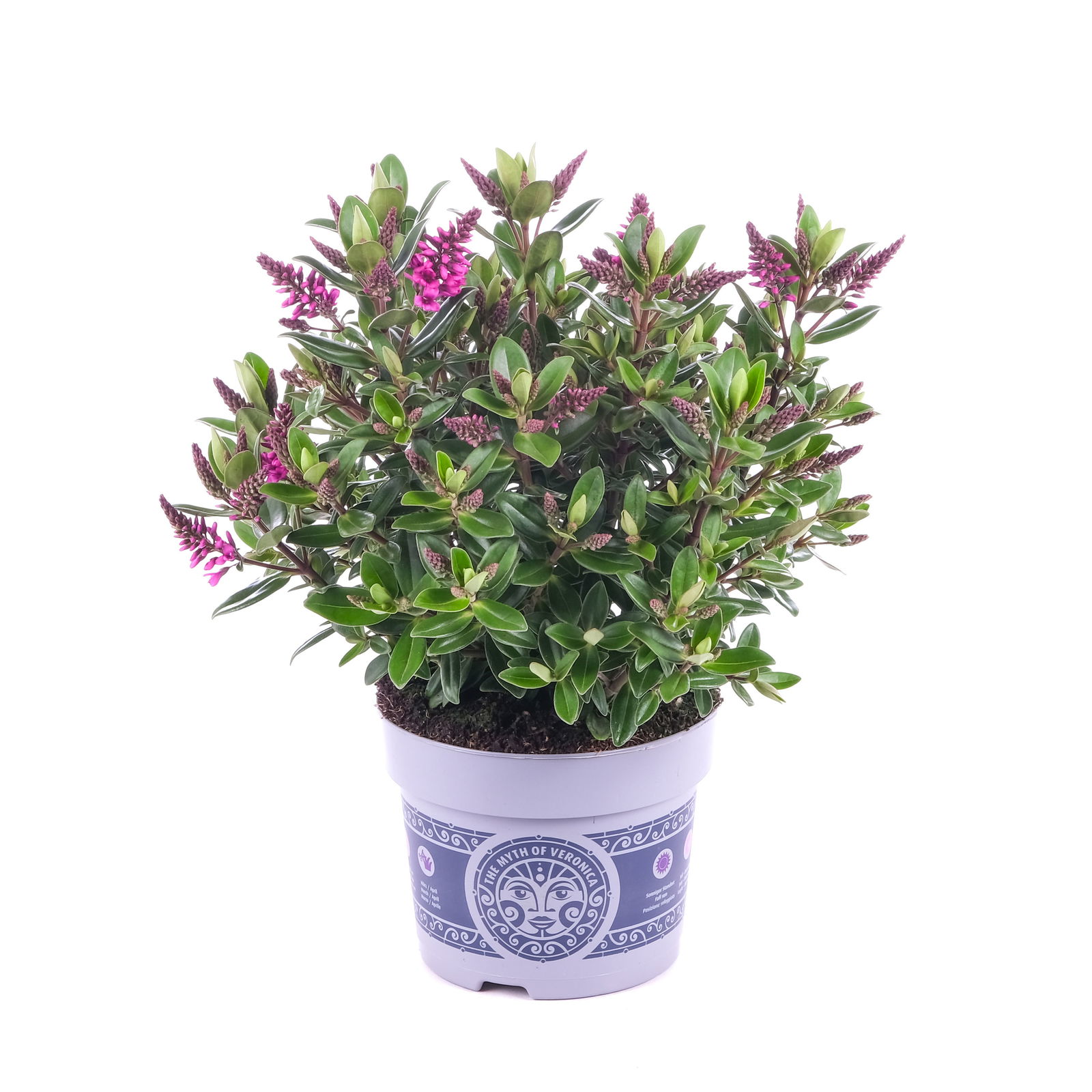 Hebe 'All Blooms®' lila, Topf-Ø 12 cm, 3er-Set