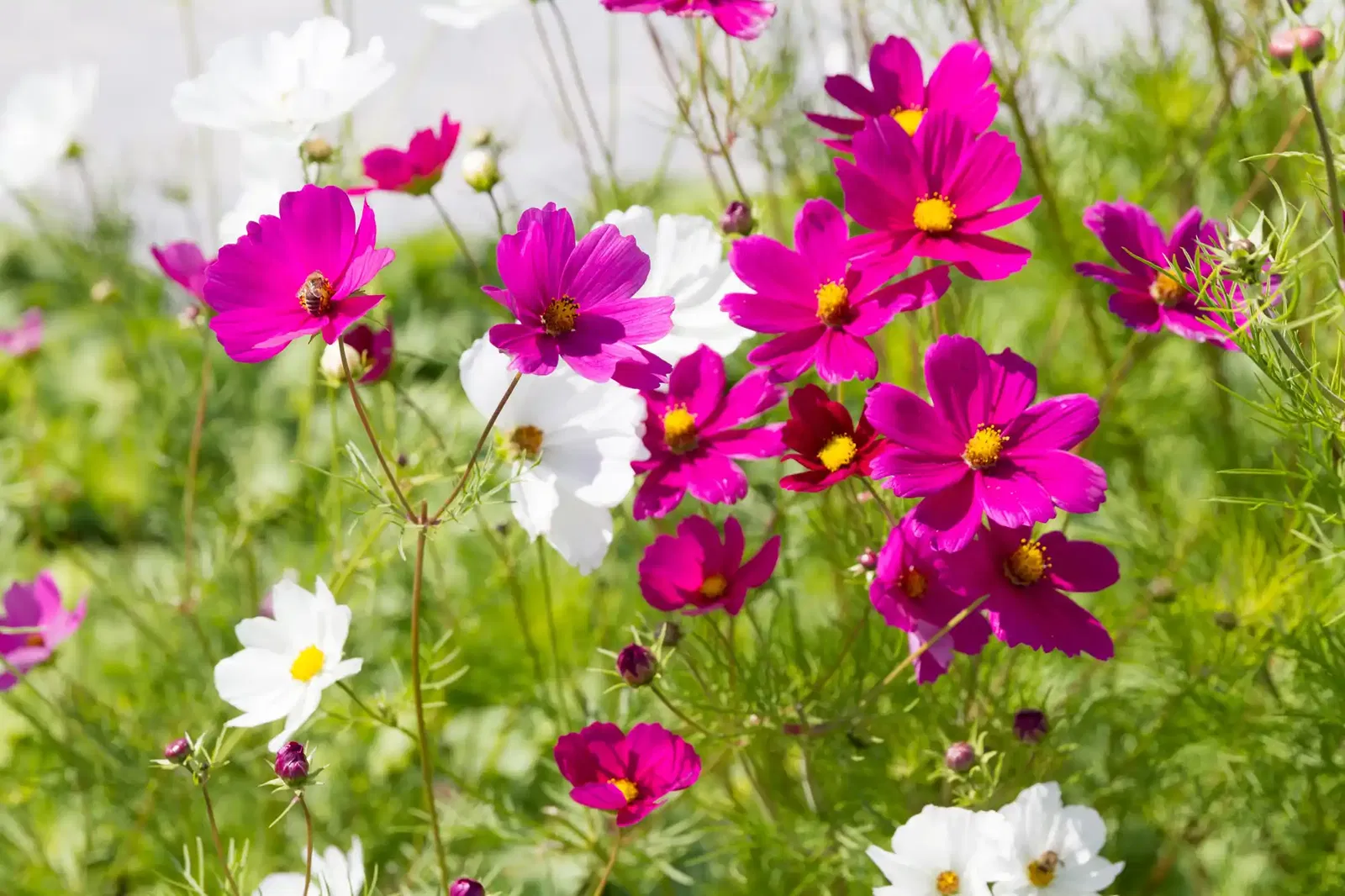 Cosmea (Schmuckkörbchen)